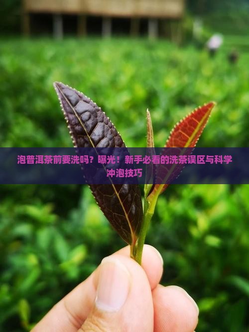 泡普洱茶前要洗吗