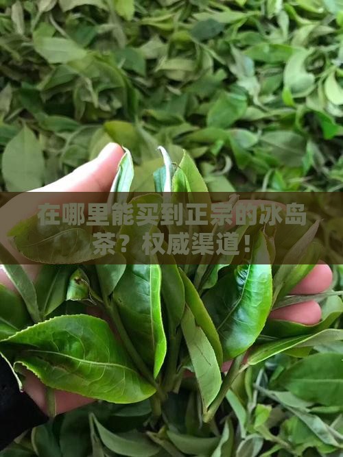 在哪里能买到正宗的冰岛茶