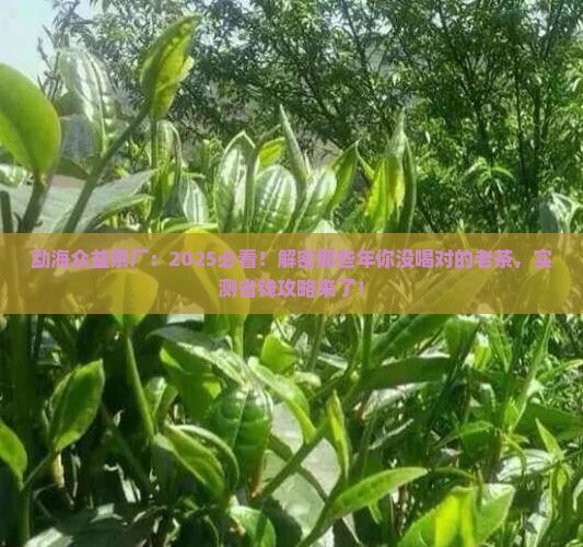 勐海众益茶厂官网