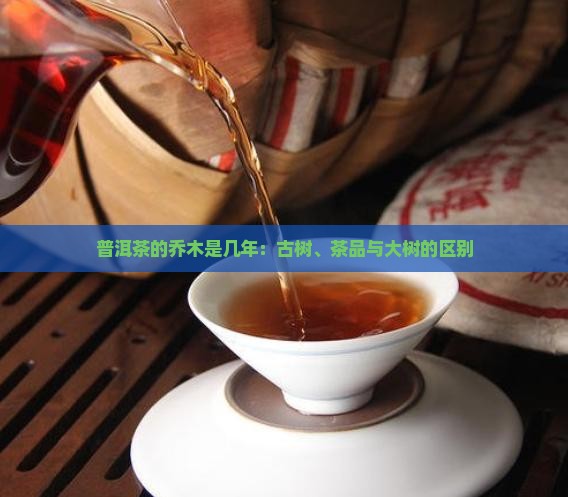 普洱茶的乔木是几年