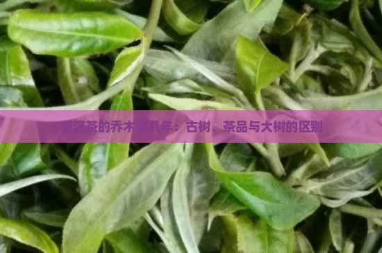普洱茶的乔木是几年