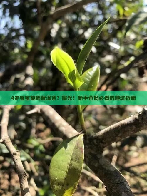普洱茶4岁孩子能喝么