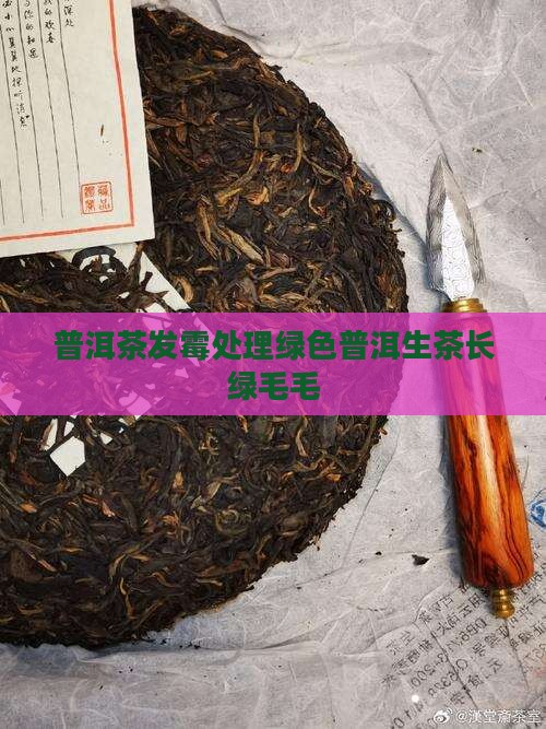 生茶普洱茶长绿毛毛