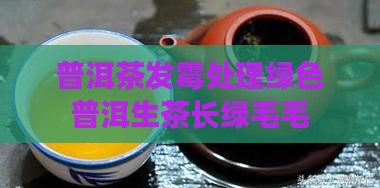 生茶普洱茶长绿毛毛