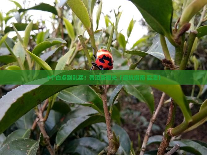 普洱茶中有白色点