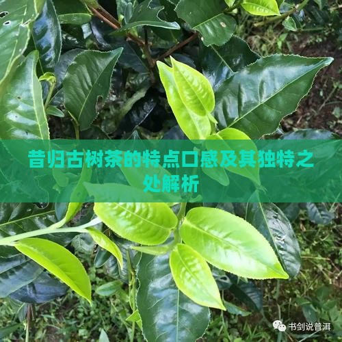 昔归古树茶的特点口感