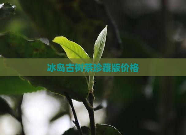 冰岛古树茶珍藏版价格