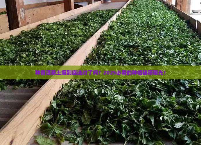种植普洱茶土壤