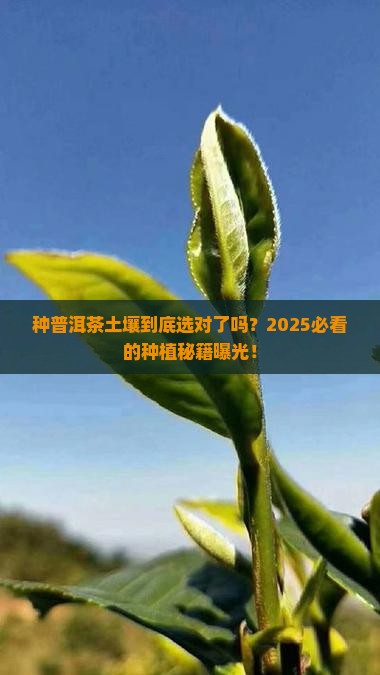 种植普洱茶土壤