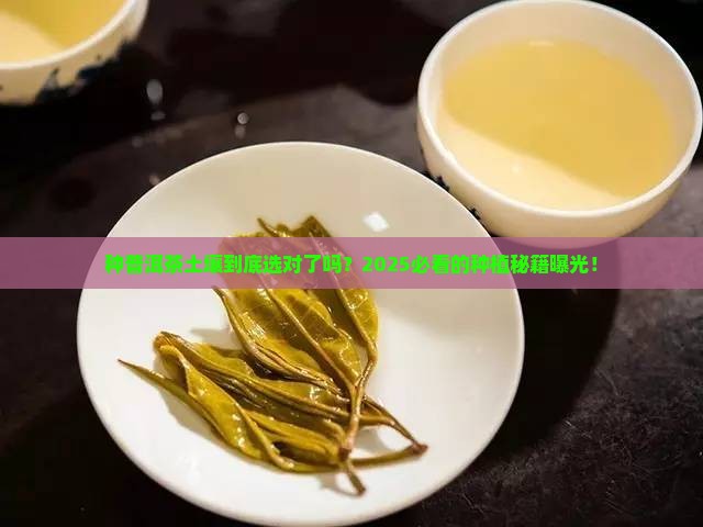 种植普洱茶土壤