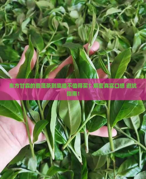 东方甘霖生产的普洱茶