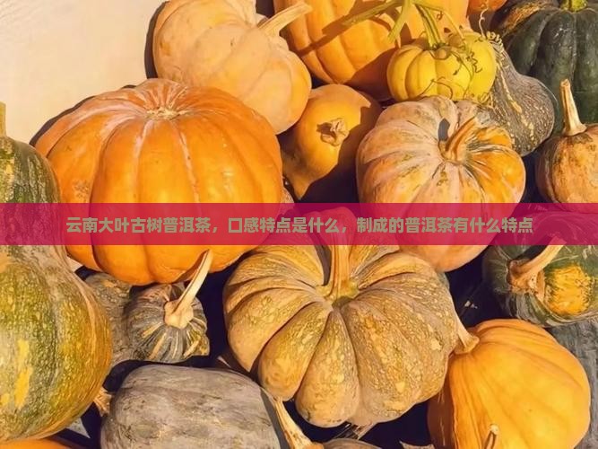 纯古树普洱茶口感特点是什么