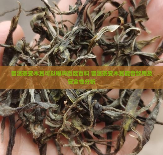 普洱茶变木耳可以喝吗百度百科
