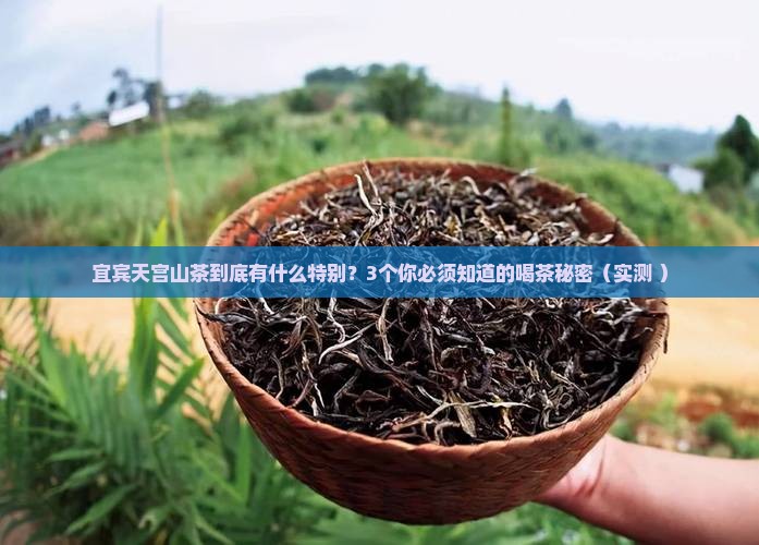 宜宾天宫山茶的特点
