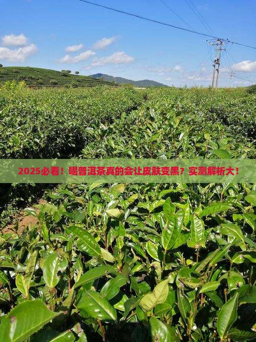 喝普洱茶会长黑色素吗
