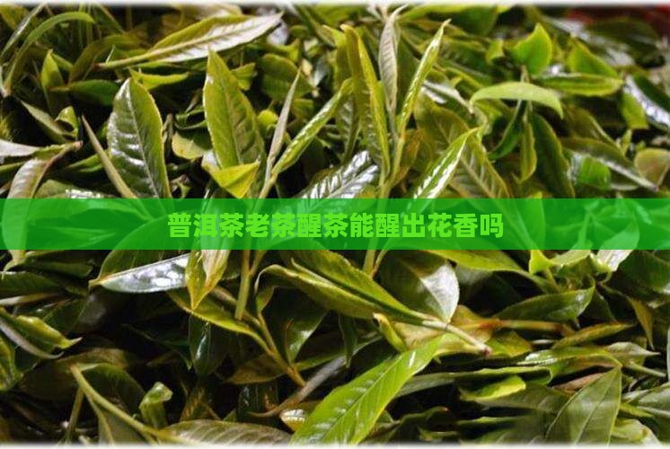普洱茶老茶还能醒出花香吗