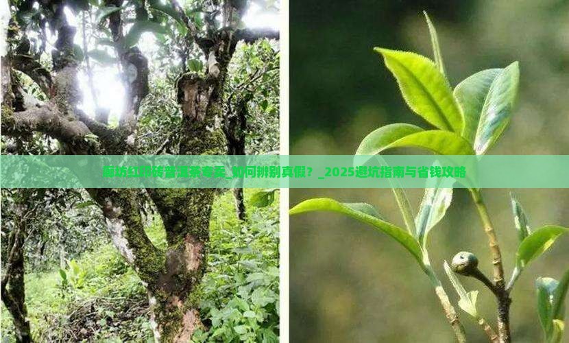 廊坊红印砖普洱茶专卖