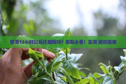普洱12小时以后还能喝吗