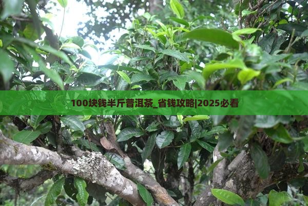 100块钱半斤普洱茶