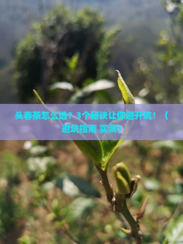 普洱茶头春和头采