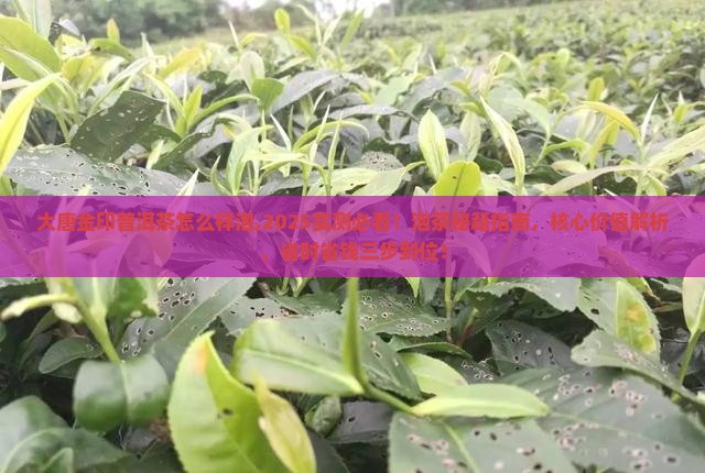 大唐金印普洱茶怎么样泡