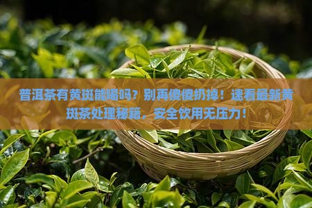 普洱茶有黄斑能喝吗