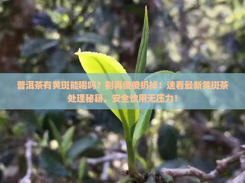 普洱茶有黄斑能喝吗