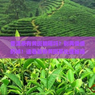 普洱茶有黄斑能喝吗