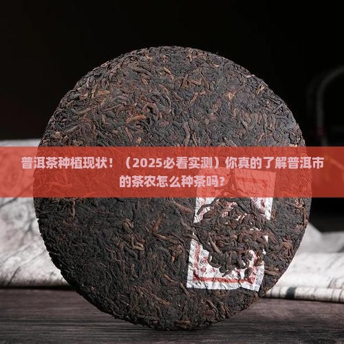 普洱市普洱茶的种植现状