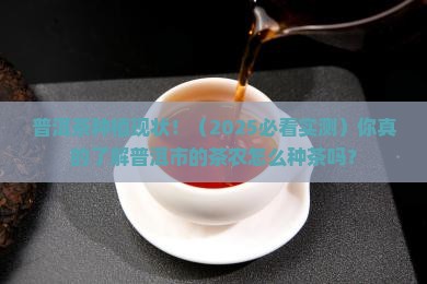 普洱市普洱茶的种植现状