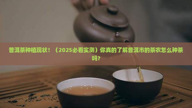 普洱市普洱茶的种植现状