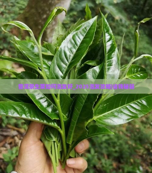 普洱茶生菜如何泡发好