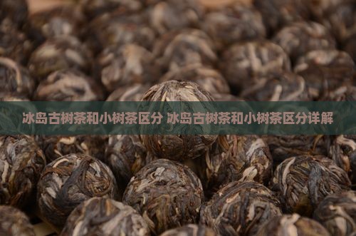 冰岛古树茶和小树茶区分