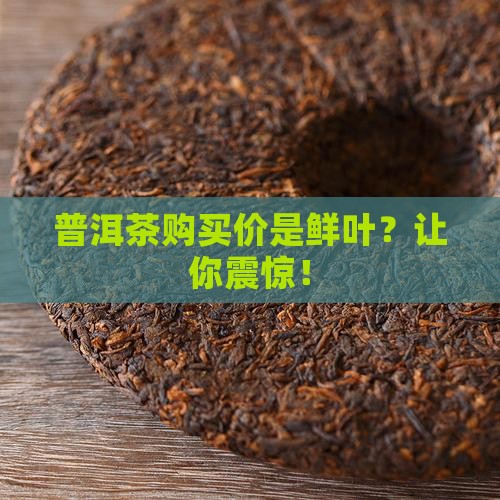 普洱茶购买购价是鲜叶