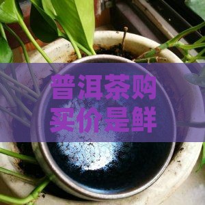 普洱茶购买购价是鲜叶
