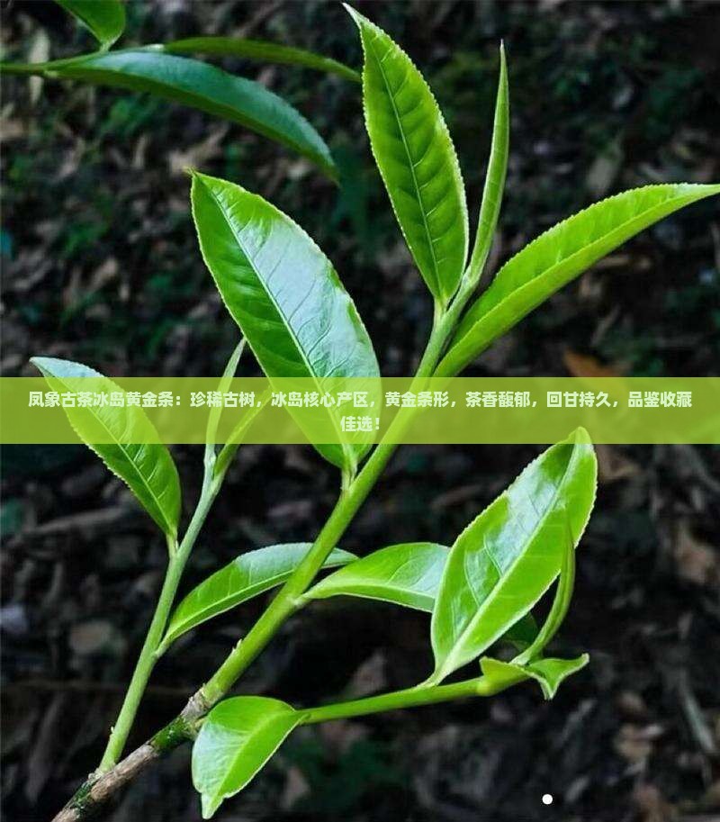 凤象古茶冰岛黄金条