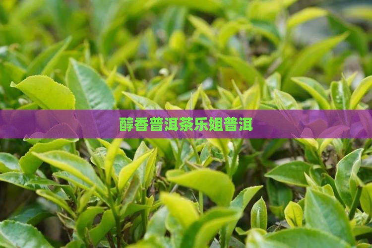 醇香普洱茶乐姐