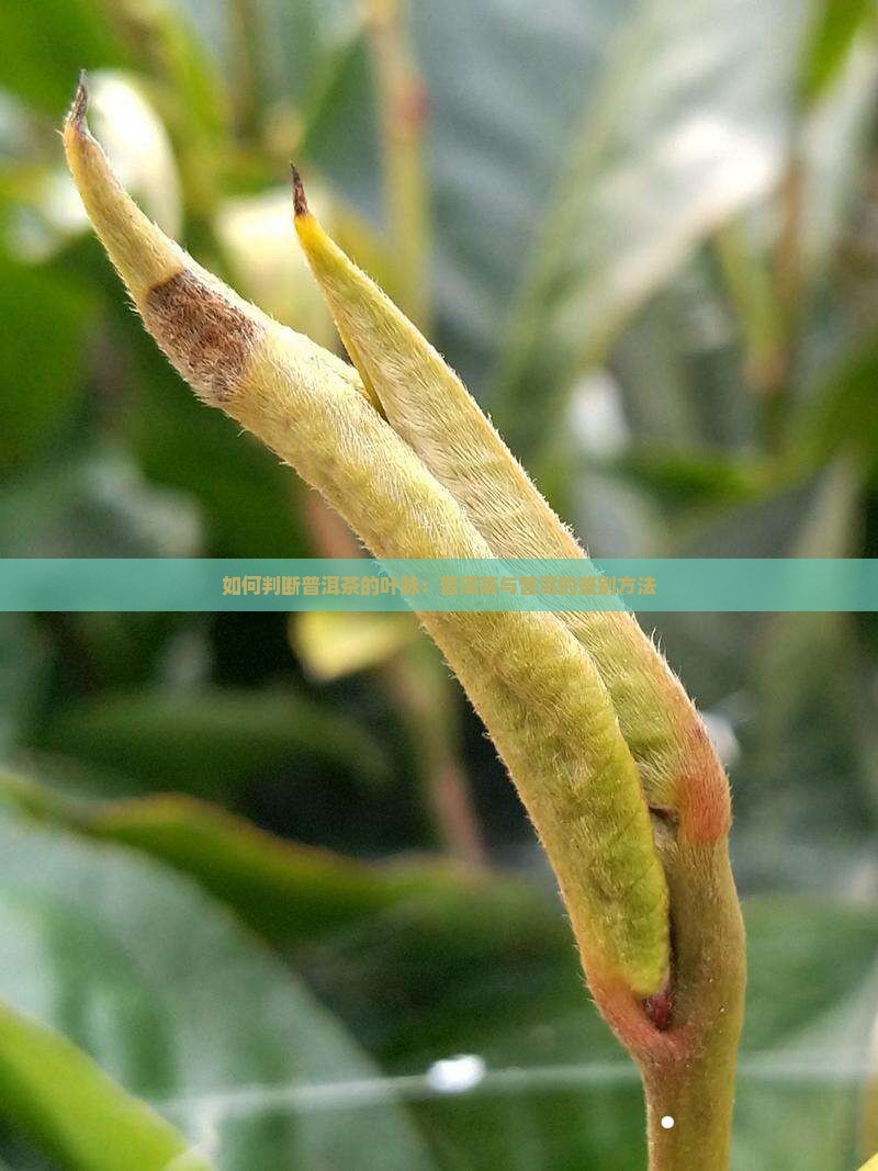 如何判断普洱茶的叶脉