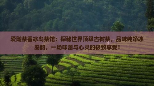 爱随茶香冰岛茶馆