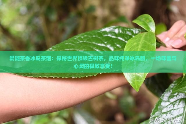 爱随茶香冰岛茶馆