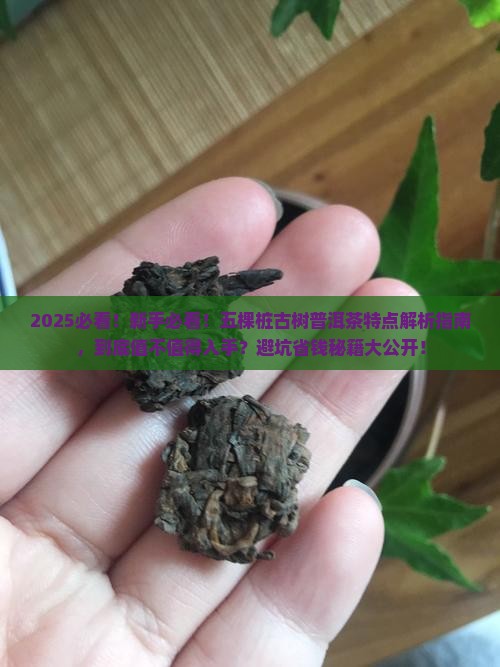五棵桩古树普洱茶特点