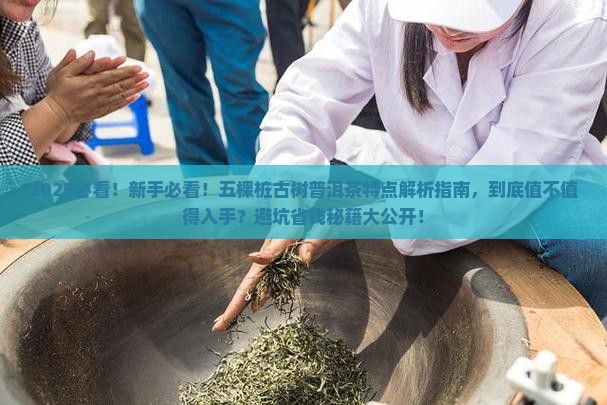 五棵桩古树普洱茶特点