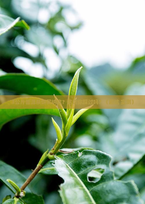 3公斤普洱茶饼购买纳盒
