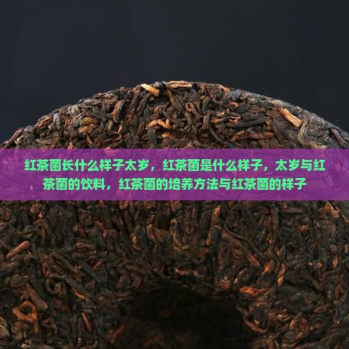 红茶菌长什么样子太岁