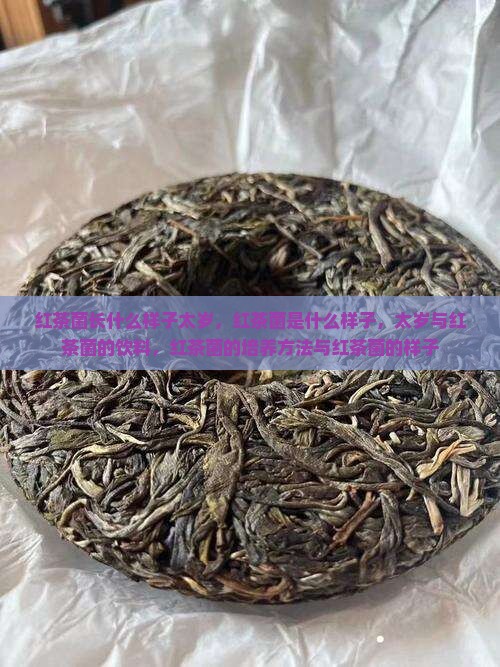 红茶菌长什么样子太岁