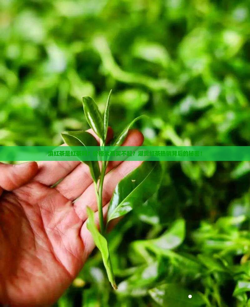 滇红茶是红茶吗湖贡红茶价格