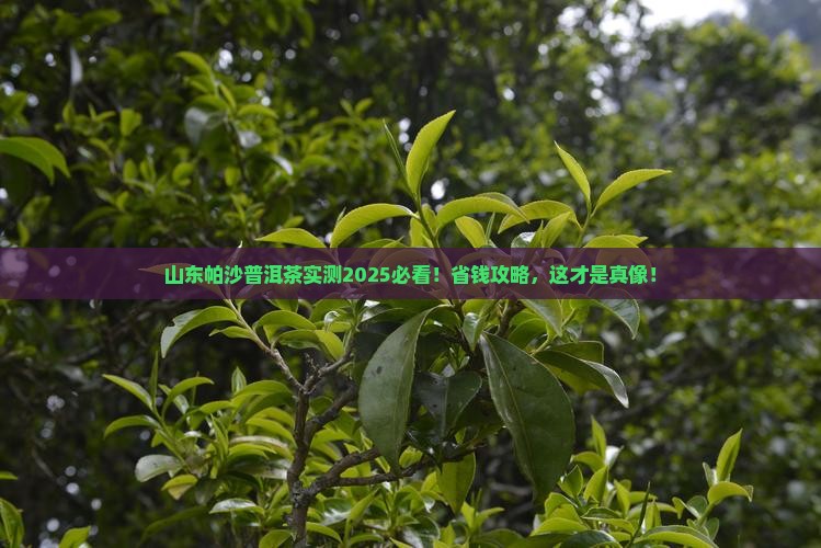 山东帕沙普洱茶