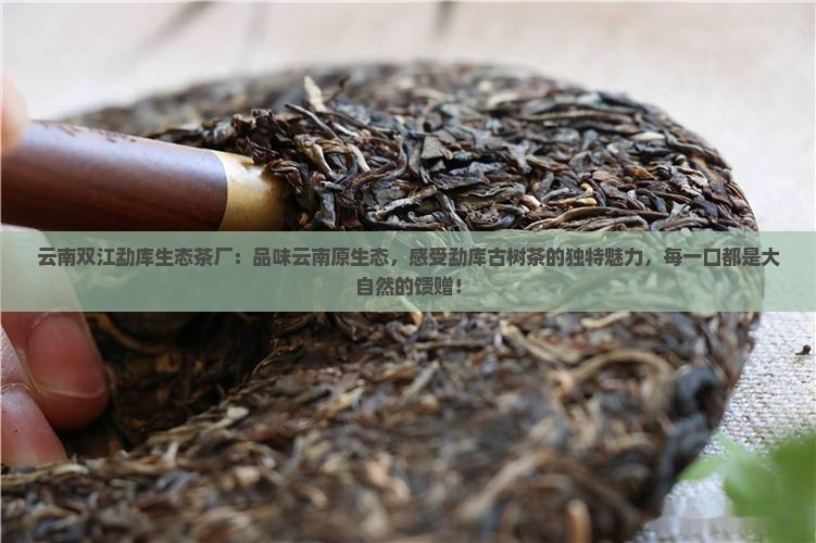 云南双江勐库生态茶厂