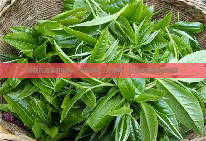 鸿蒙普洱茶好看吗