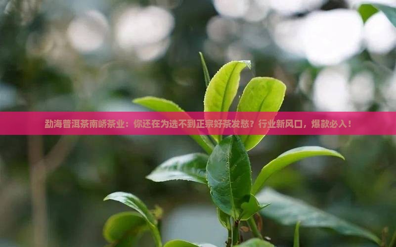 勐海普洱茶南峤茶业